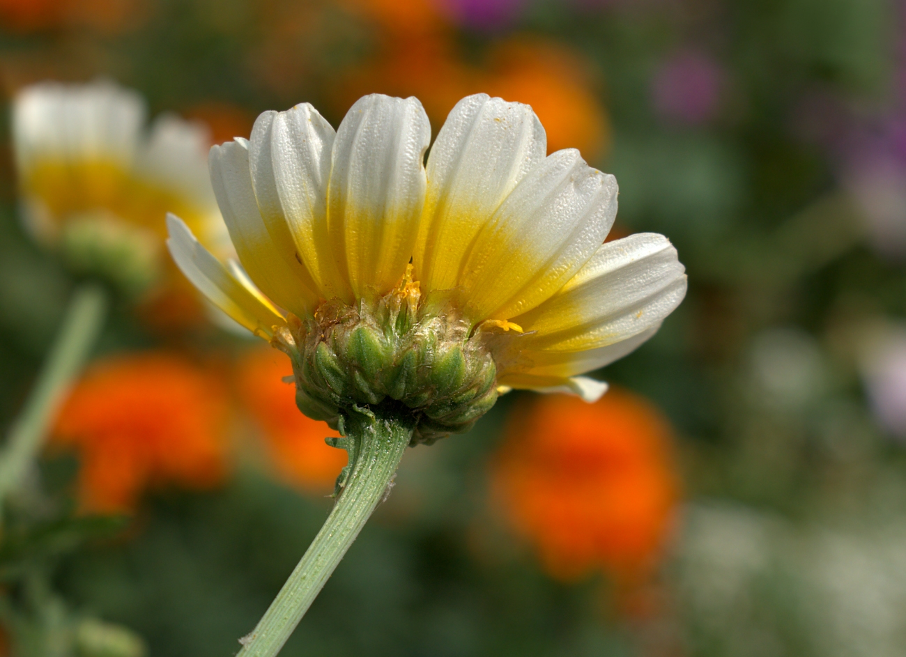 Image of Glebionis coronaria specimen.