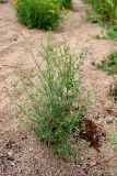 Atriplex littoralis. Отцветающее растение. Санкт-Петербург, Курортный р-н, окр. пос. Молодёжное, устье Чёрной речки, на песке. 08.08.2021.