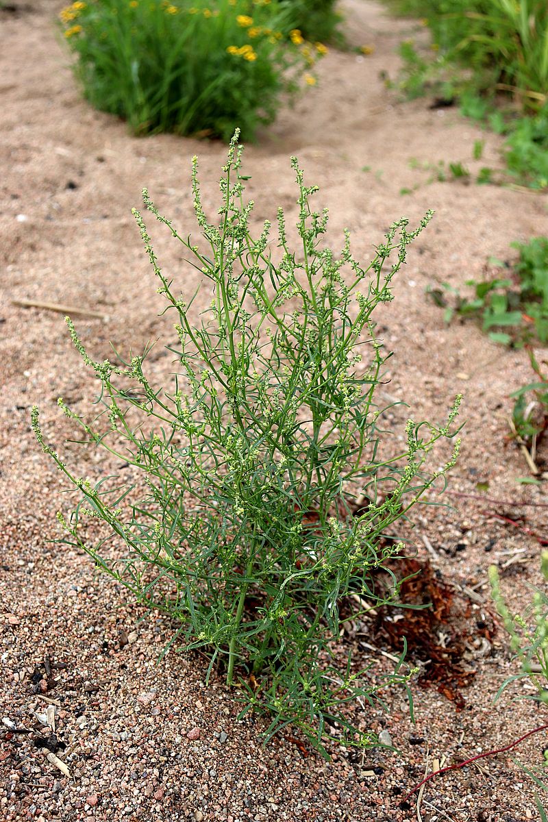 Изображение особи Atriplex littoralis.