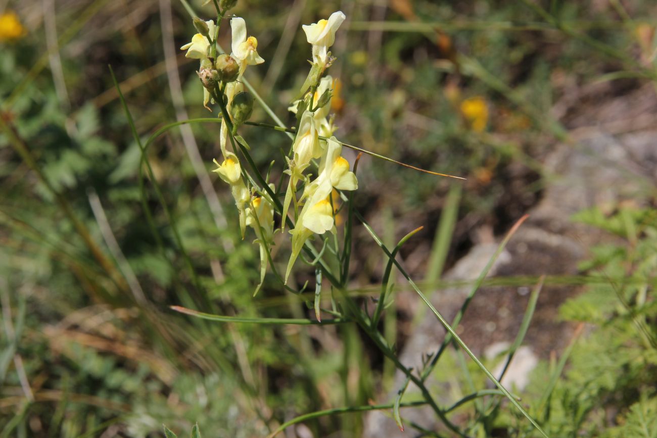 Image of Linaria altaica specimen.