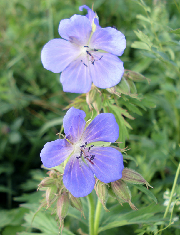 Image of Geranium pratense specimen.