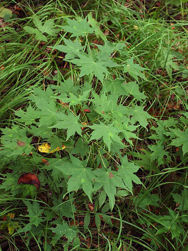 Image of Acer mono specimen.