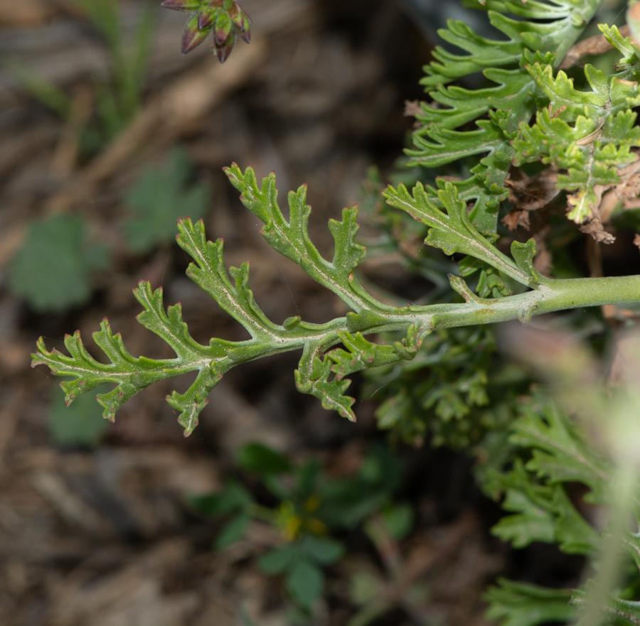 Image of Pelargonium laxum specimen.