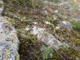 Gypsophila elegans. Нижняя часть цветущего и плодоносящего растения. Кабардино-Балкария, Черекский р-н, Кабардино-Балкарский высокогорный заповедник, Черек-Безенгийское ущелье, окр. альплагеря \"Безенги\", ≈ 2200 м н.у.м., отложенная боковая морена, альпийский луг среди камней. 16.08.2021.