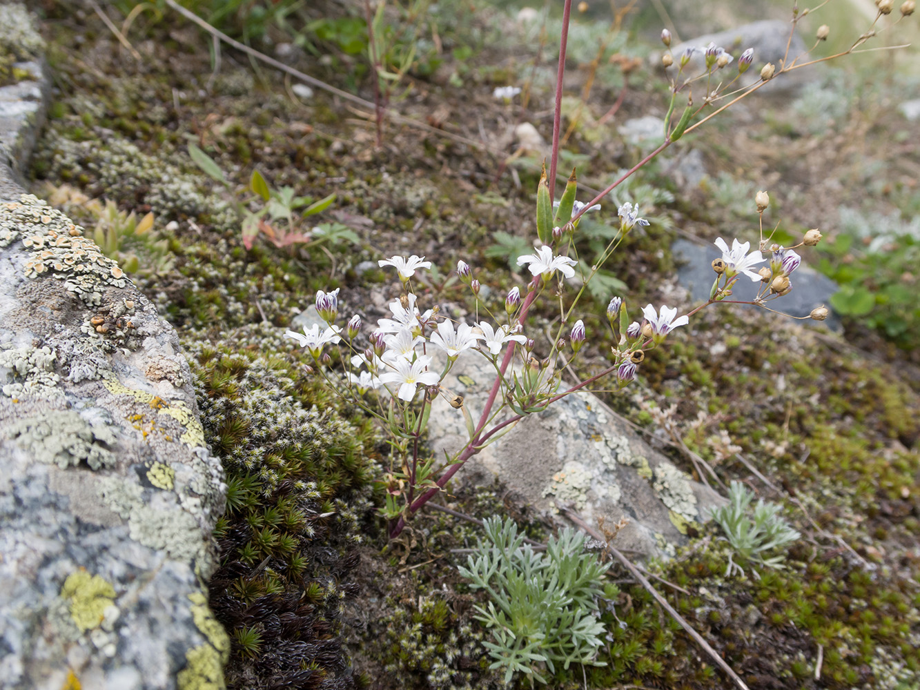 Изображение особи Gypsophila elegans.