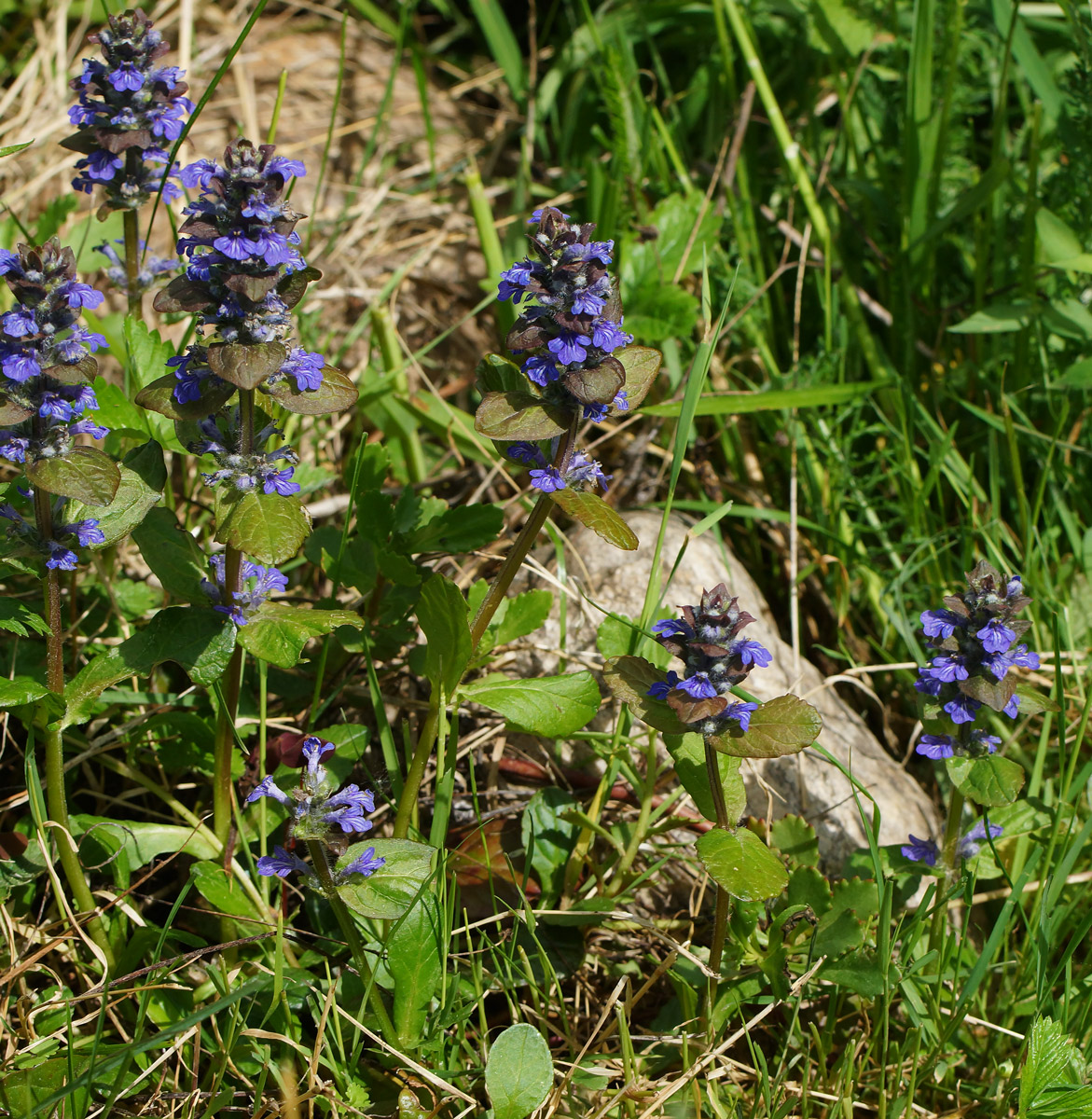 Image of Ajuga reptans specimen.