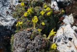 Saxifraga scleropoda. Цветущие растения. Республика Адыгея, Майкопский р-н, Кавказский биосферный заповедник, плато Лаго-Наки. 13.10.2021.