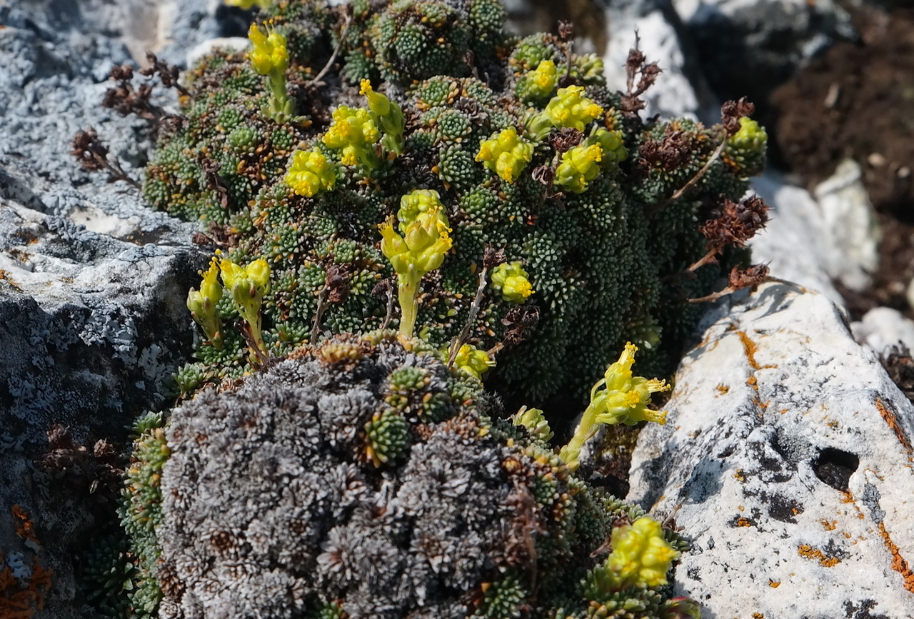 Изображение особи Saxifraga scleropoda.