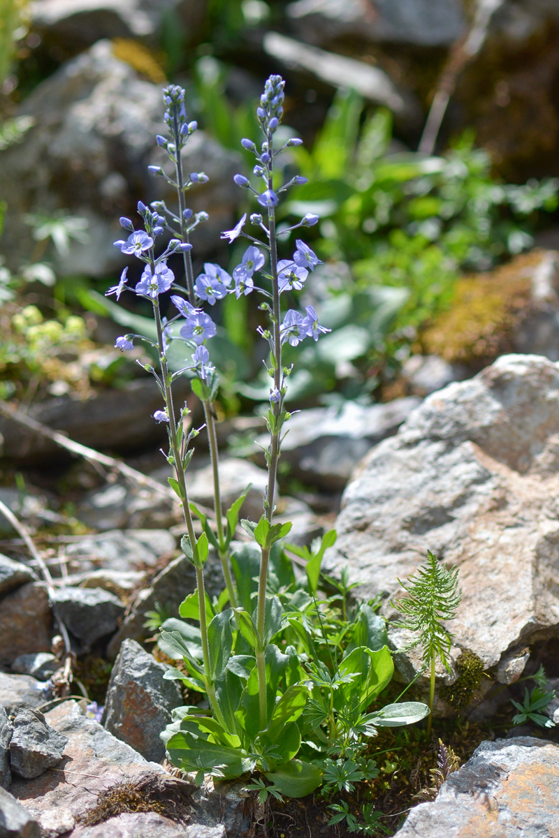 Image of Veronica gentianoides specimen.