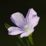 Linum nervosum