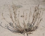 Bassia prostrata. Плодоносящее растение с галлами. Республика Крым, Алуштинский р-н, окр. с. Малореченское, береговой склон, высохшая лужа на месте оползня. 31.08.2021.