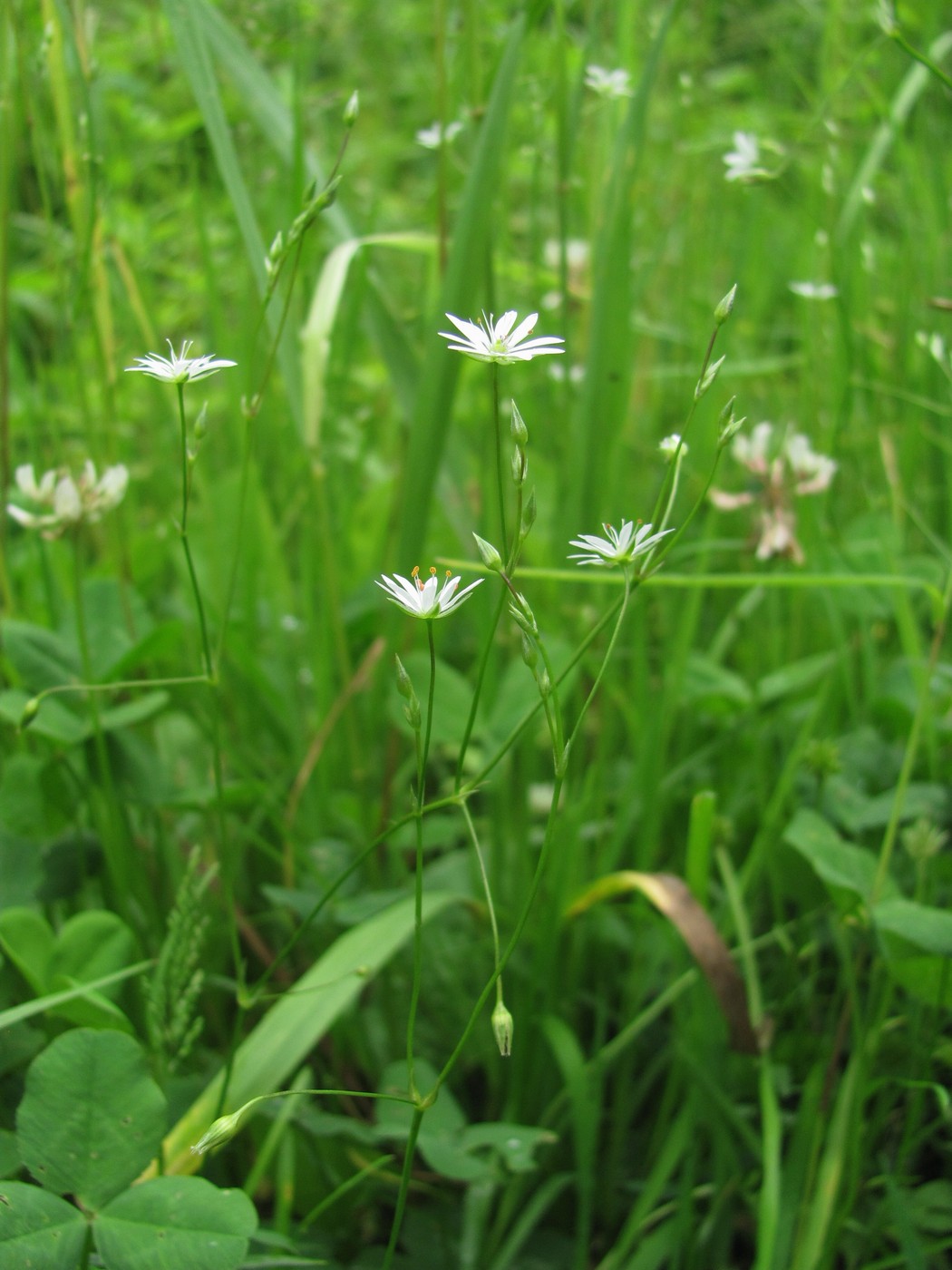 Image of Stellaria graminea specimen.