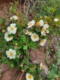 genus Rosa