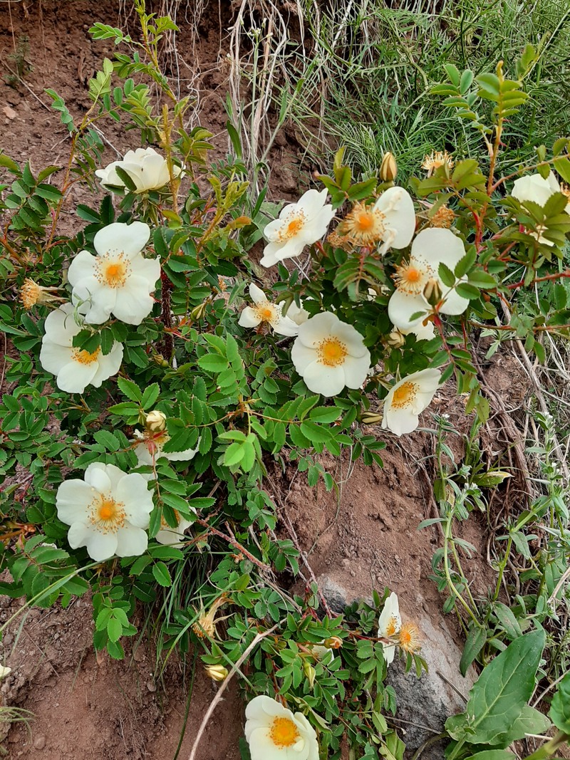 Image of genus Rosa specimen.