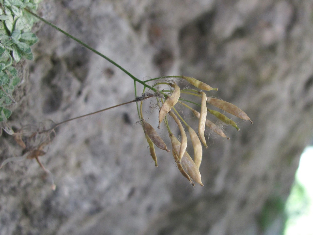 Image of Draba longisiliqua specimen.