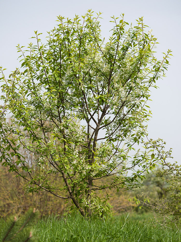 Image of Padus avium specimen.