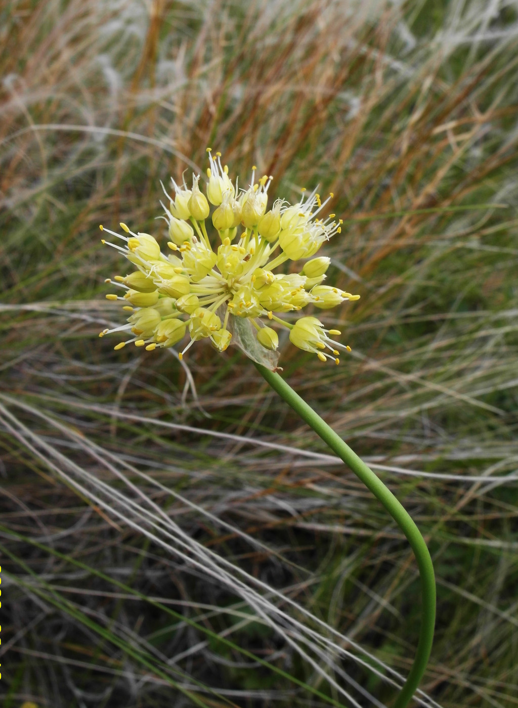 Изображение особи Allium obliquum.