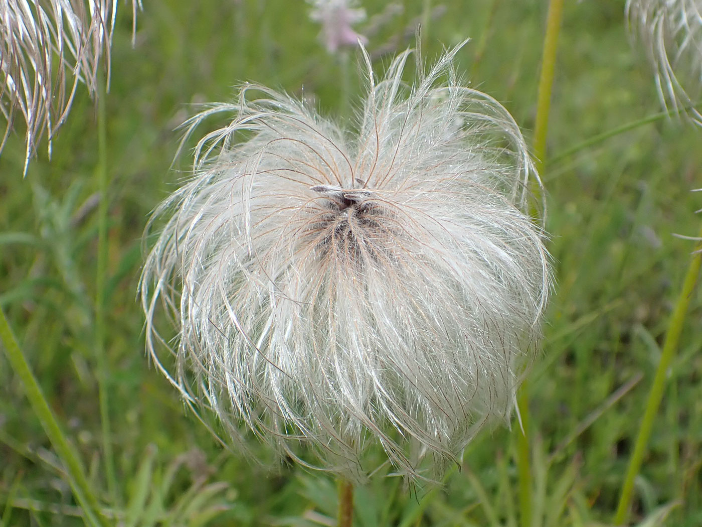 Image of Pulsatilla dahurica specimen.