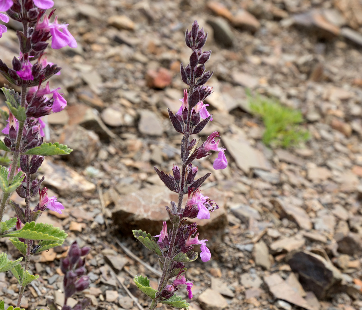 Изображение особи Teucrium chamaedrys.