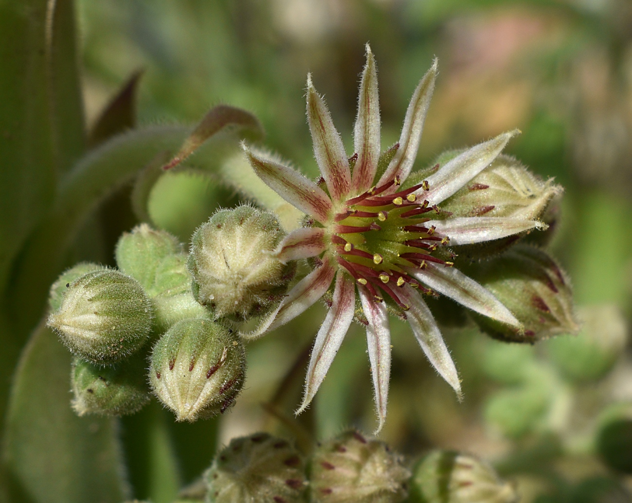 Изображение особи Sempervivum tectorum.