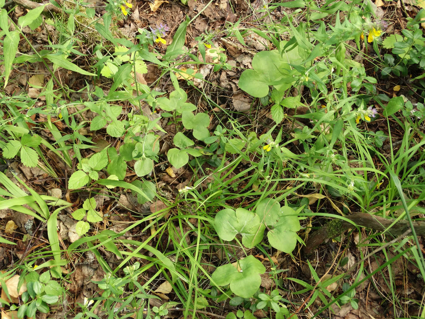 Image of Hepatica nobilis specimen.