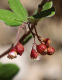 Cotoneaster melanocarpus. Соцветие с цветками и завязавшимися плодами. Алтай, Кош-Агачский р-н, 5 км СВ с. Кокоря, степная балка. 26 июня 2022 г.