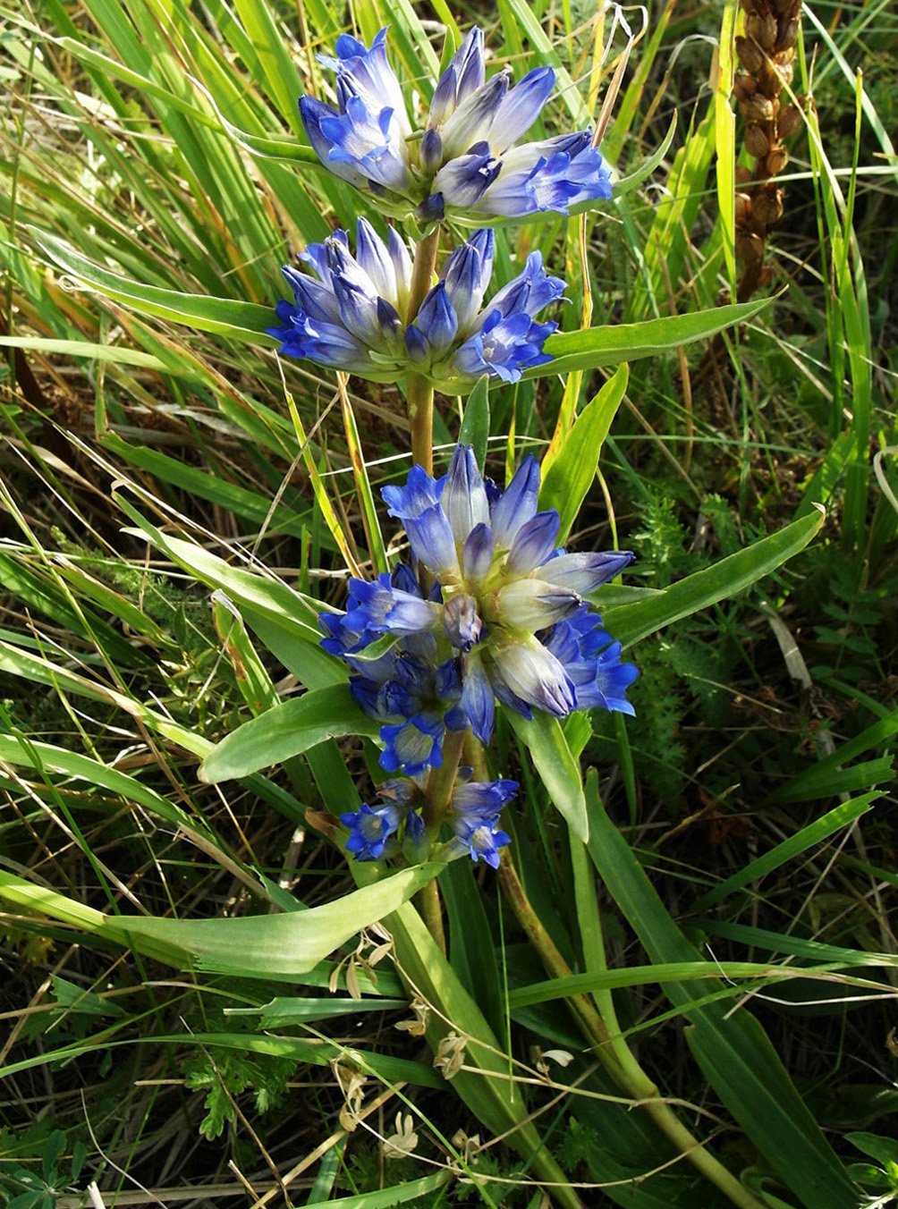 Изображение особи Gentiana decumbens.