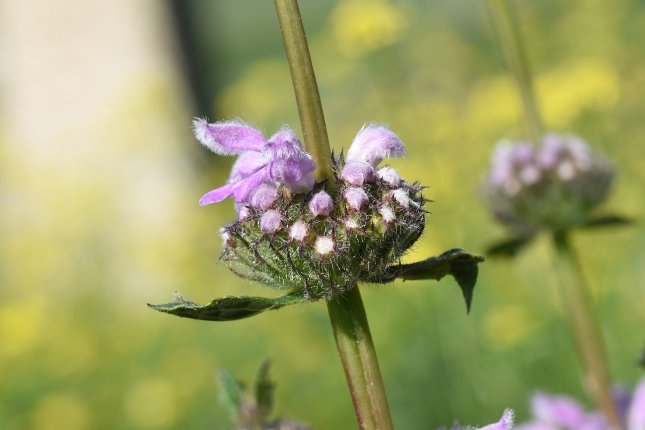 Image of Phlomoides tuberosa specimen.