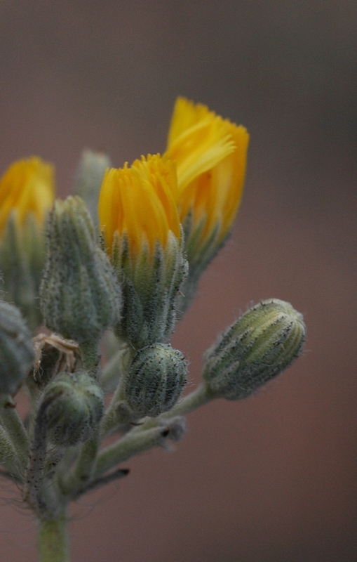 Image of Pilosella echioides specimen.