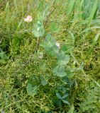 Lathyrus fulvus