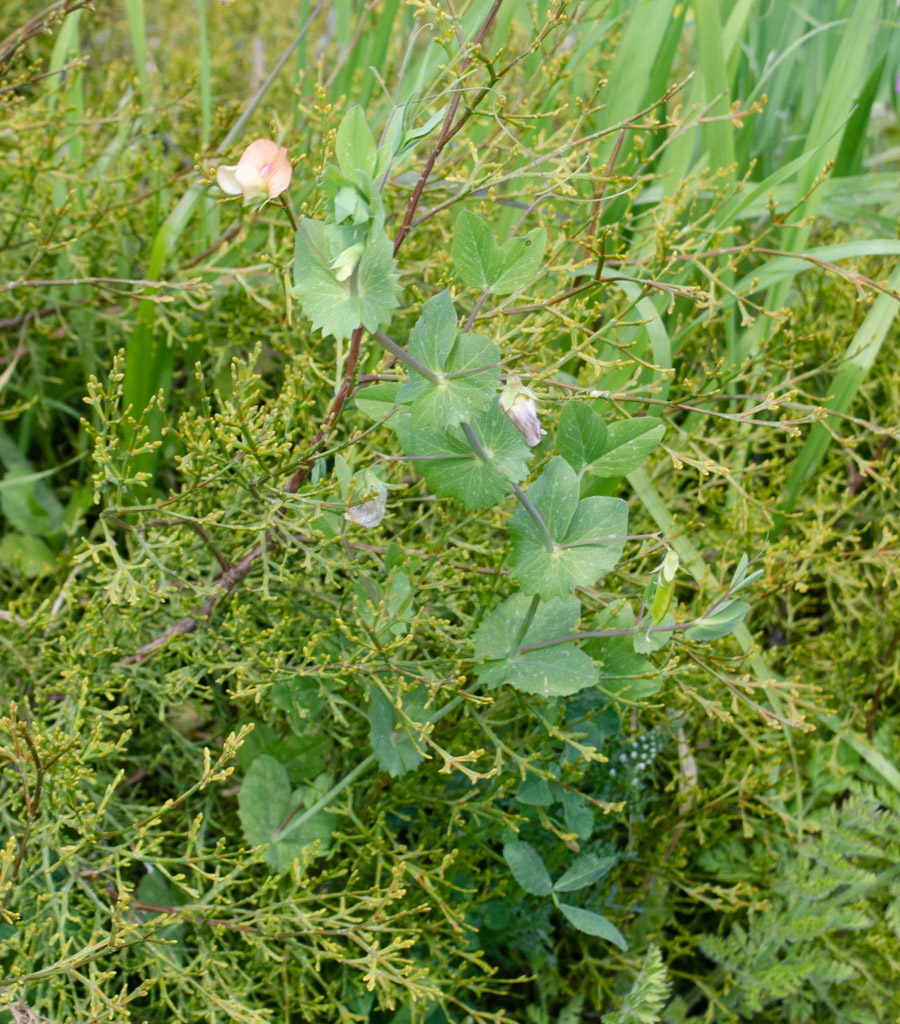 Image of Lathyrus fulvus specimen.