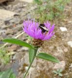 Centaurea jacea. Верхушка цветущего растения с кормящимся шмелём. Московская обл., ГО Подольск, мкр-н Климовск, балласт железной дороги. 05.09.2022.