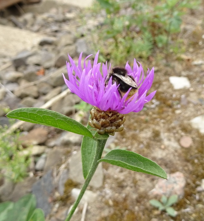 Image of Centaurea jacea specimen.