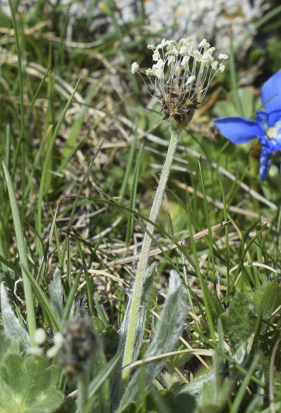 Image of Plantago monosperma specimen.