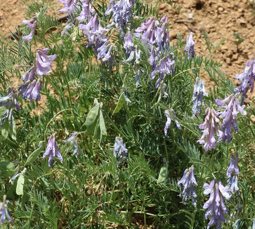 Image of Vicia nissoliana specimen.
