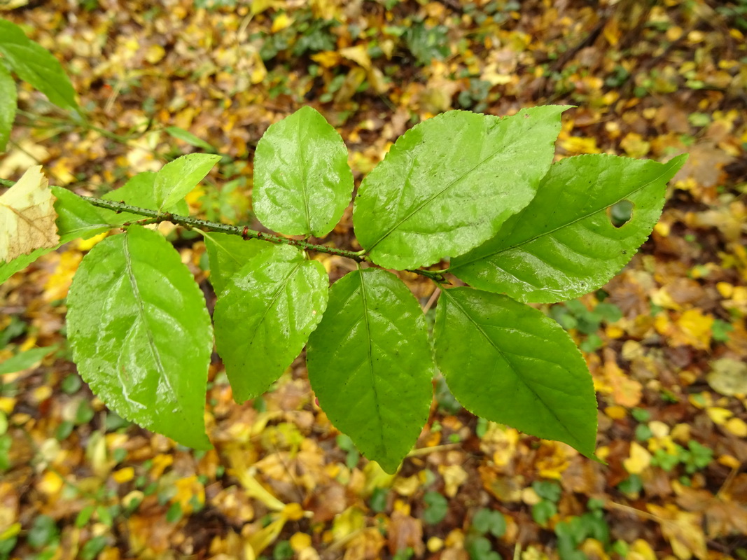 Image of Euonymus verrucosus specimen.