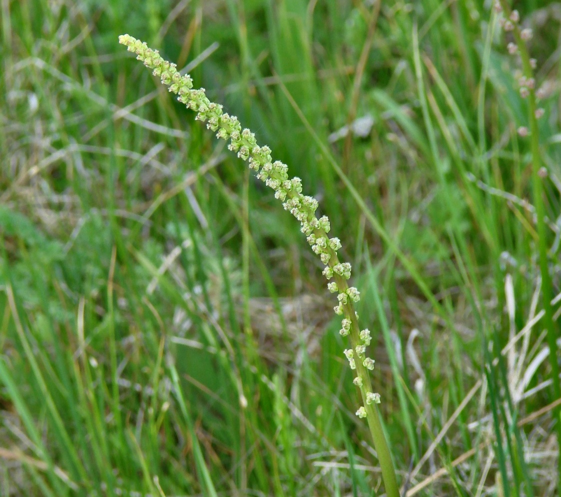 Image of Triglochin maritima specimen.