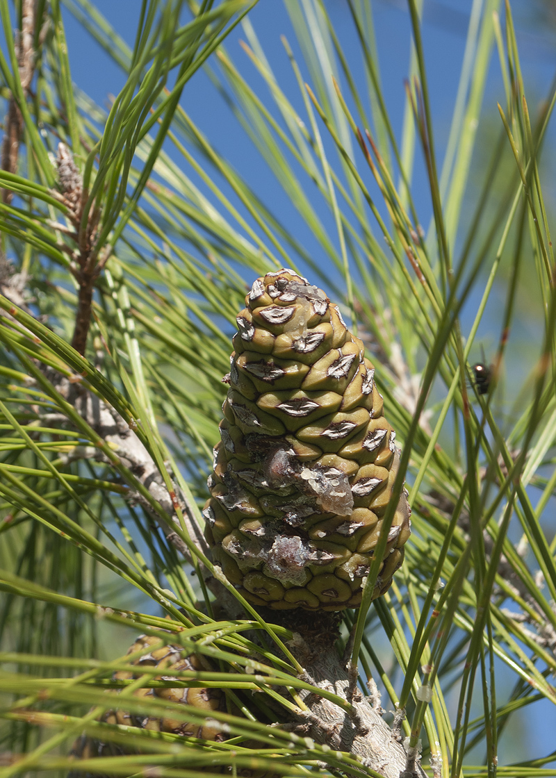 Изображение особи Pinus brutia.