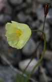 Papaver lapponicum. Верхушки побегов с цветком и плодом. Мурманская обл., Хибины, западное подножие г. Кукисвумчорр. 11.08.2010.