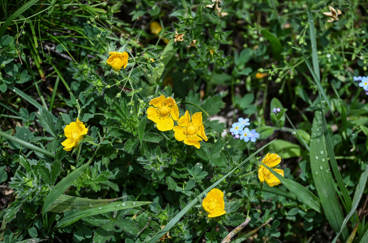 Изображение особи род Potentilla.