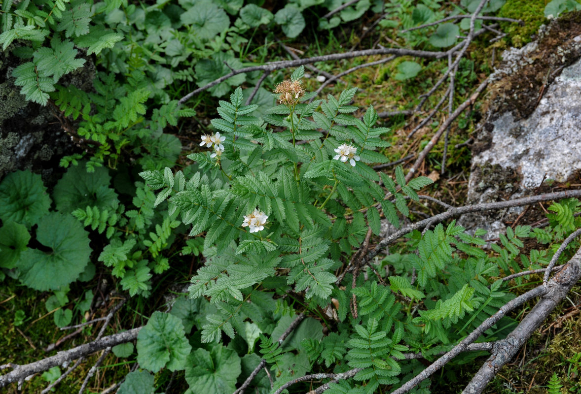 Image of Sorbaria grandiflora specimen.