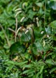 Sanguisorba tenuifolia. Верхушка цветущего растения. Курильские о-ва, о-в Кунашир, мыс Сукачёва, луговой склон. 22.08.2022.