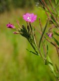 Epilobium hirsutum