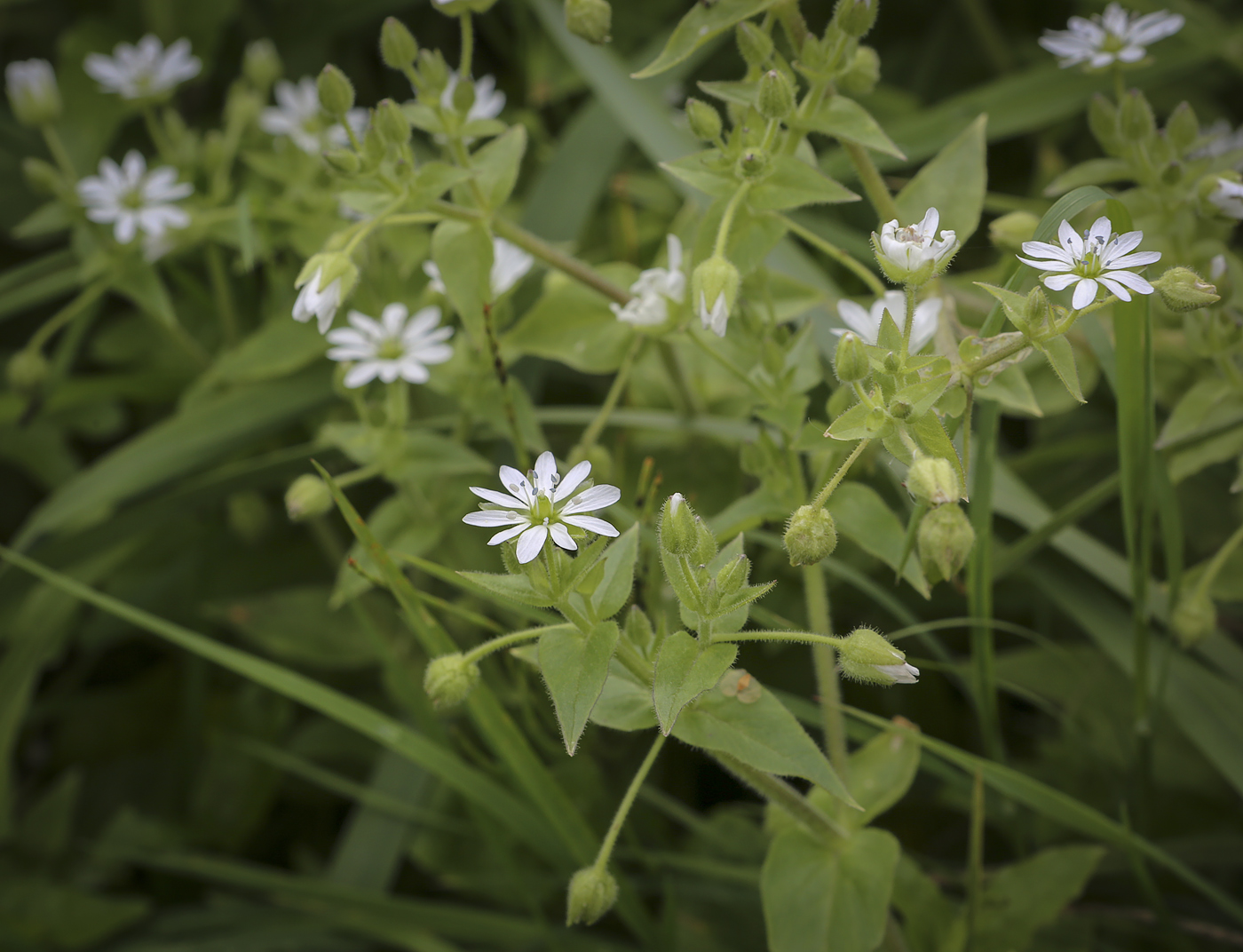 Изображение особи Myosoton aquaticum.