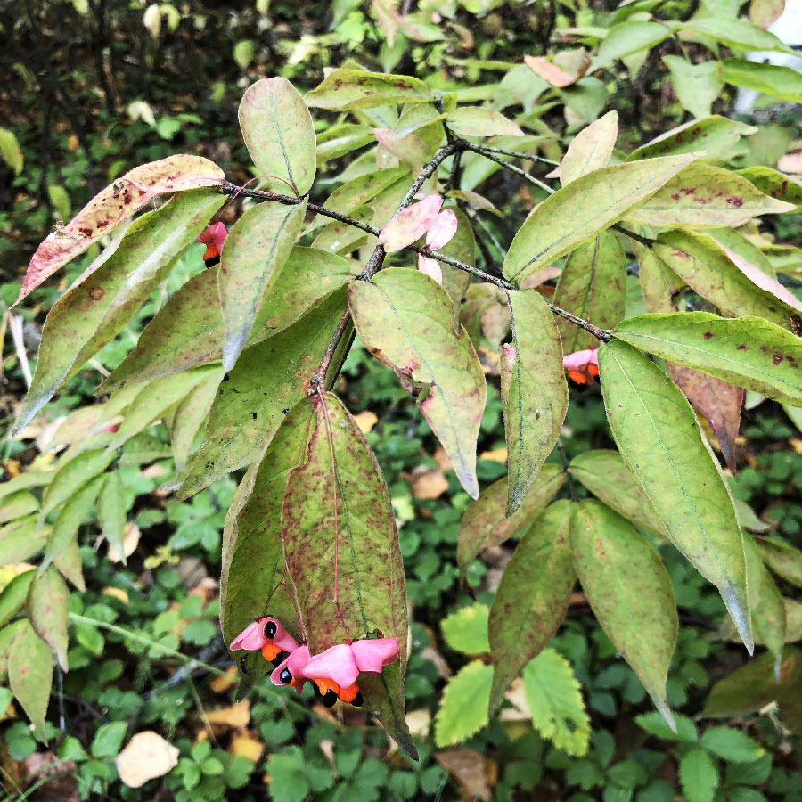 Image of Euonymus pauciflorus specimen.