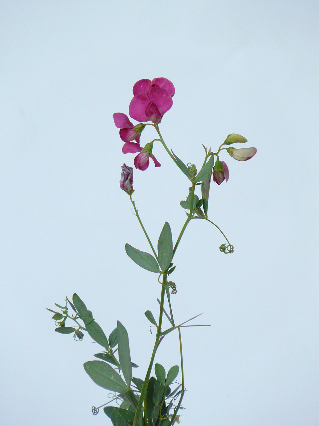 Image of Lathyrus tuberosus specimen.