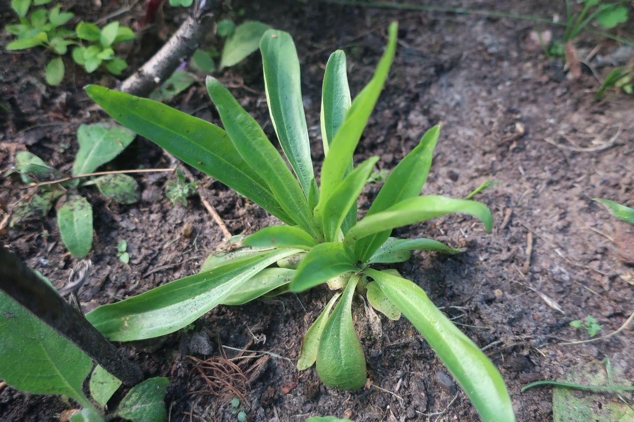 Изображение особи Gentiana macrophylla.