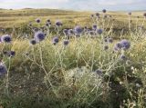 Echinops albotomentosus