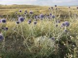 Echinops ruthenicus