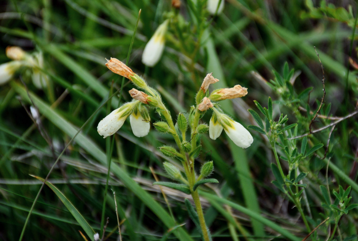 Image of Onosma simplicissima specimen.